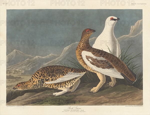 Rock Grous, 1837.