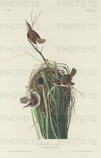 Marsh Wren, 1830.