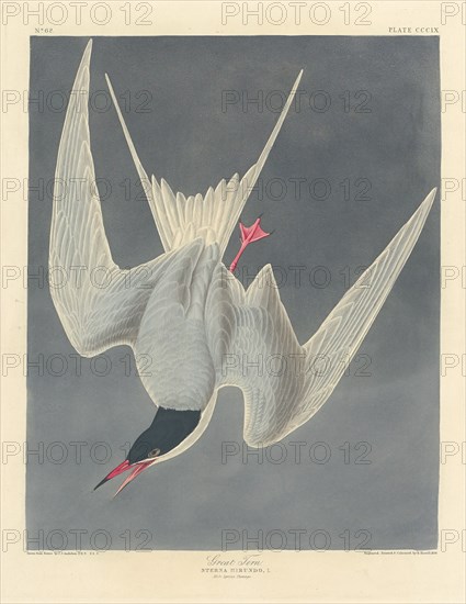Great Tern, 1836.