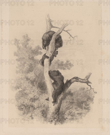 Les ours. [Bears].