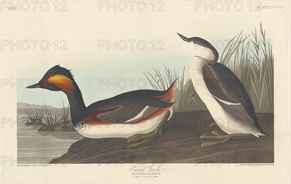 Eared Grebe, 1838.