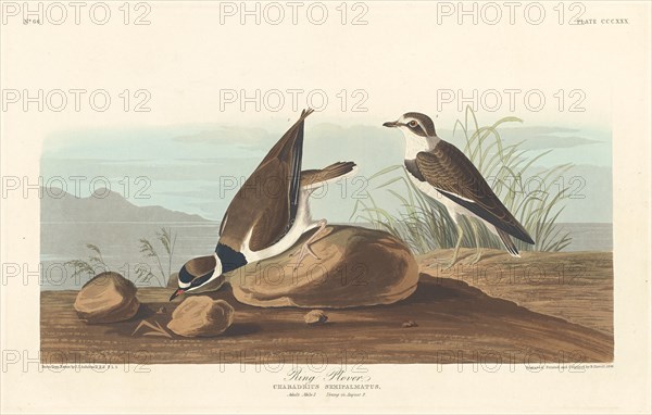 Ring Plover, 1836.