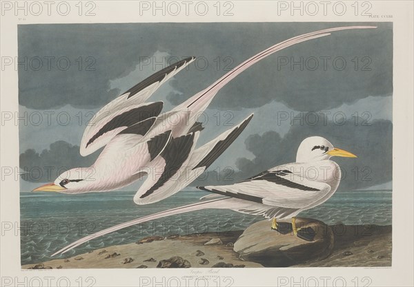 Tropic Bird, 1835.