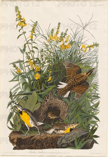 Meadow Lark, 1832.