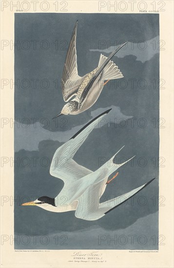 Lesser Tern, 1836.