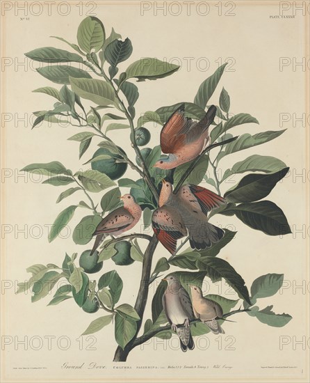 Ground Dove, 1833.