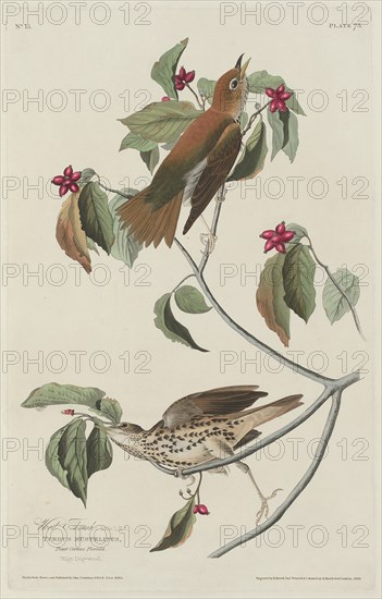 Wood Thrush, 1829.