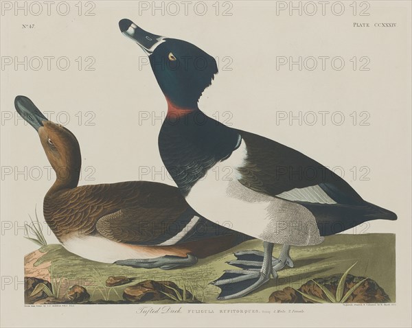 Tufted Duck, 1834.