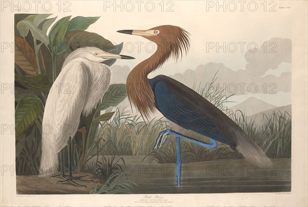 Purple Heron, 1835.