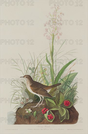 Tawny Thrush, 1833.