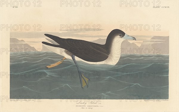 Dusky Petrel, 1836.