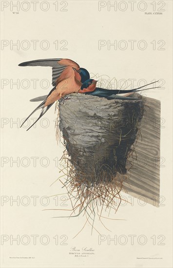Barn Swallow, 1833.