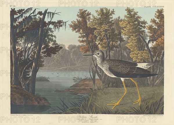Yellow Shank, 1836.