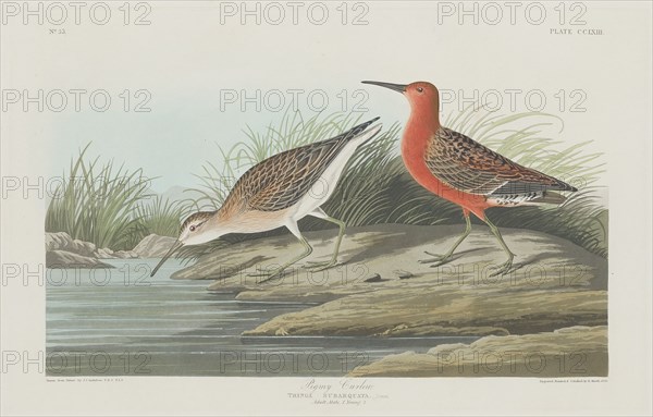 Pigmy Curlew, 1835.