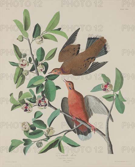 Zenaida Dove, 1833.
