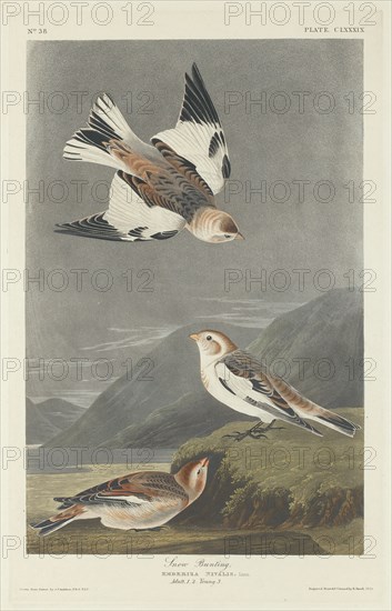 Snow Bunting, 1834.