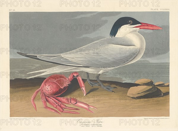 Cayenne Tern, 1835.