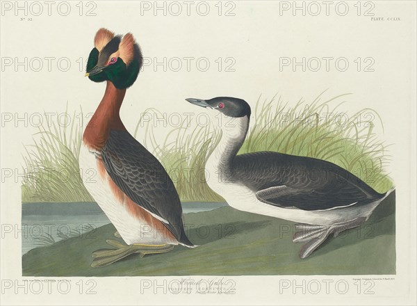 Horned Grebe, 1835.