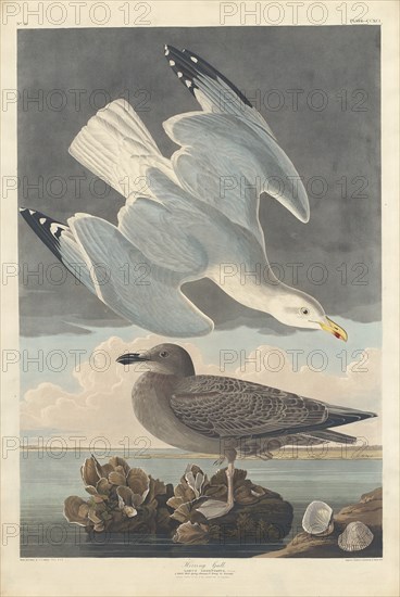 Herring Gull, 1836.