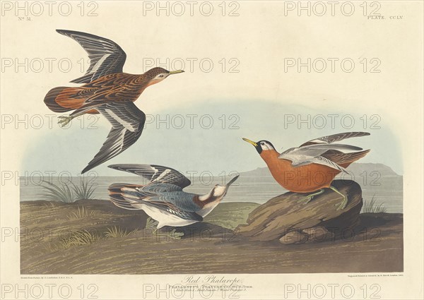Red Phalarope, 1835.