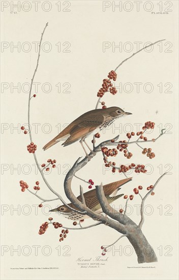 Hermit Thrush, 1829.