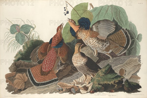 Ruffed Grouse, 1828.