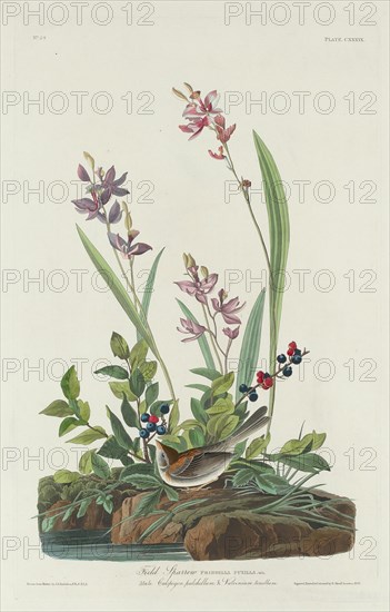 Field Sparrow, 1832.