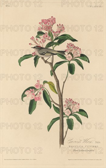 Cuvier's Wren, 1829.