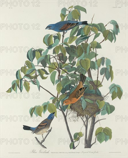 Blue Grosbeak, 1831.