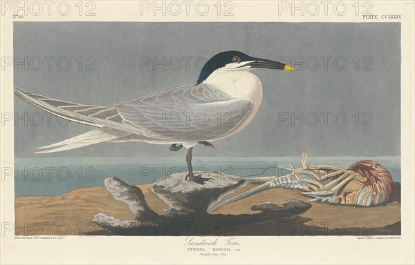 Sandwich Tern, 1835.