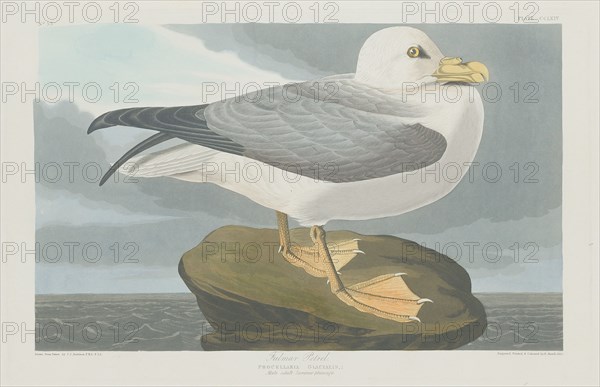 Fulmer Petrel, 1835.