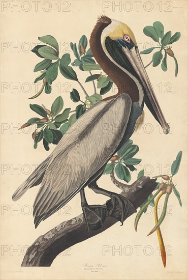 Brown Pelican, 1835.