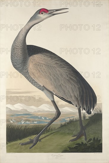 Hooping Crane, 1835.