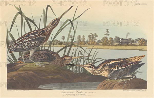 American Snipe, 1835.