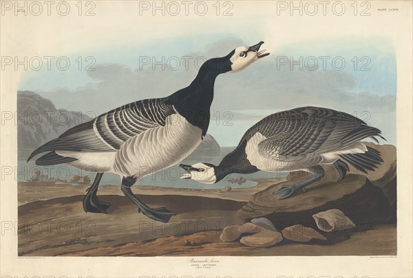 Barnacle Goose, 1836.
