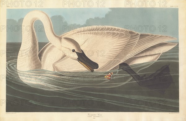 Trumpeter Swan, 1838.