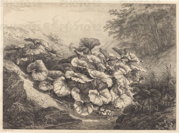 Large Coltsfoot, 1843.