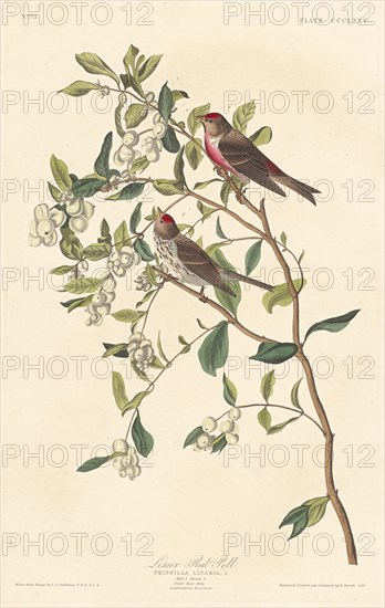 Lesser Red-poll, 1837.