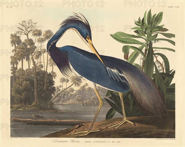 Louisiana Heron, 1834.