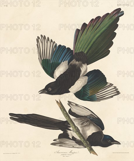 American Magpie, 1837.