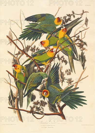 Carolina Parrot, 1827.