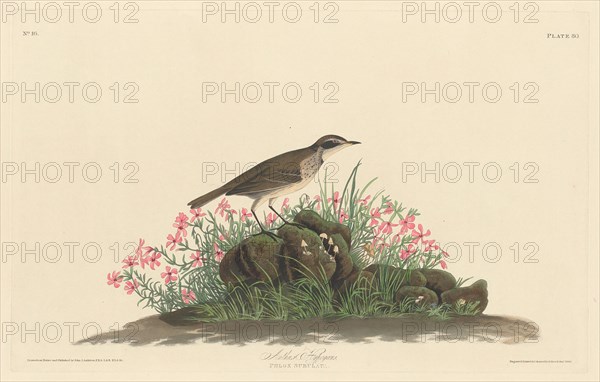 Prairie Titlark, 1830.