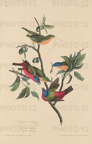 Painted Bunting, 1829.