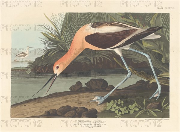 American Avocet, 1836.