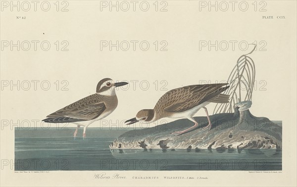 Wilson's Plover, 1834.