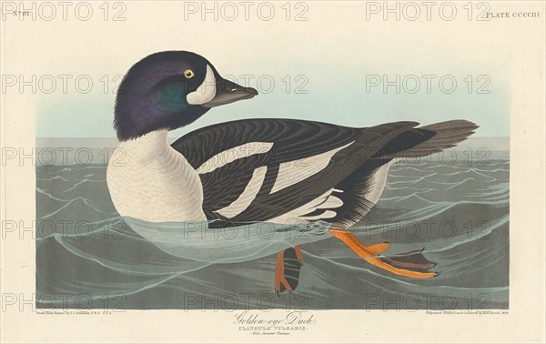 Golden-eye Duck, 1838.