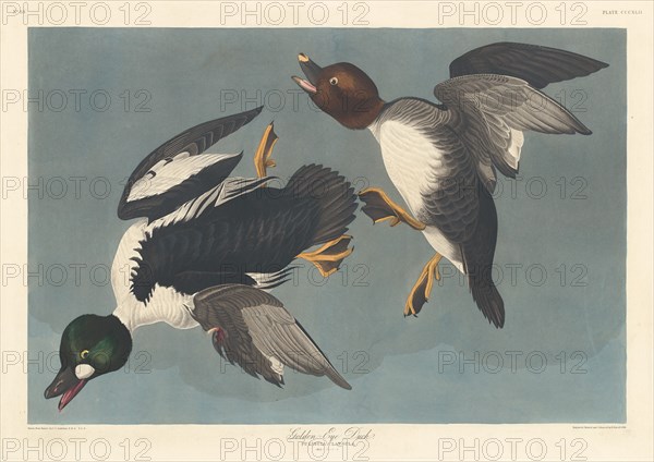 Golden-eye Duck, 1836.