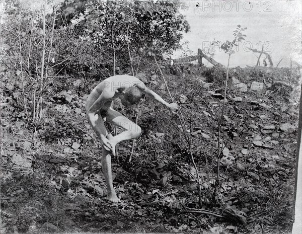 Thorn Puller, c. 1883.