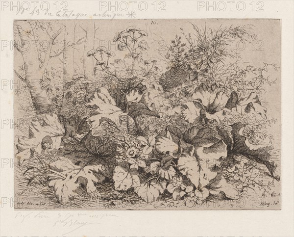 Burdock in Bloom, 1858.