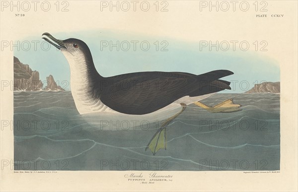 Manks Shearwater, 1836.